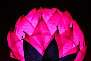 Make Lotus Lantern At Korean Cultural Program In West Milford