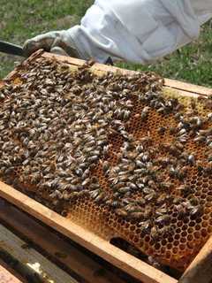 Ridgewood Rec Offers Backyard Beekeeping Course