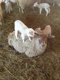 Keep Putnam Farming Initiative Gains Momentum