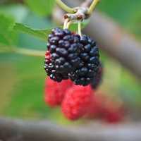 Northern Westchester Hospital Dietitian Talks The Benefits Of Berries 