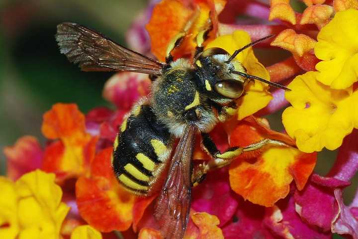 Ossining Lifts Ban On Beekeeping