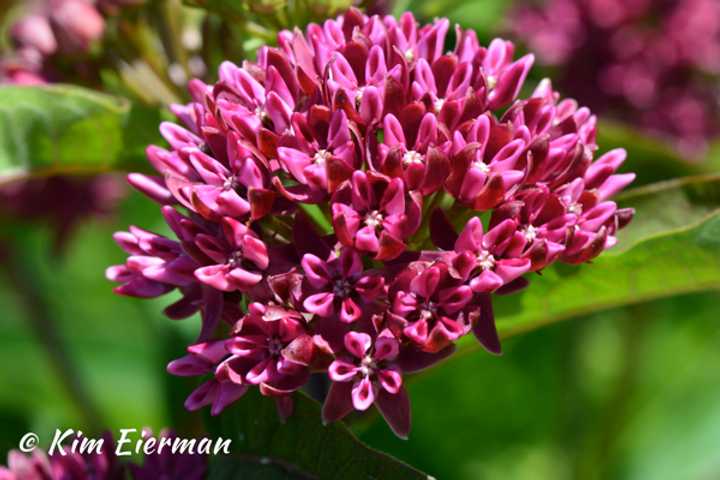 Purple Milkweed (Asclepias purpurascens)
