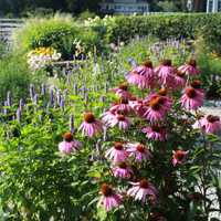 <p>Pinkney Memorial Garden has been built back up by volunteers after hurricane damages.</p>