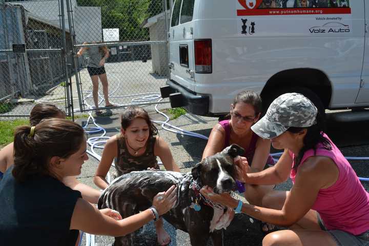 Canines Get Baths At Putnam Humane Society Dog Wash
