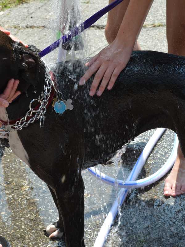 Putnam County Humane Society Holding Dog Wash
