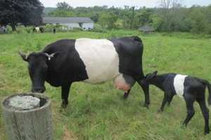 Cows Come Home To Yorktown's Hilltop Hanover Farm