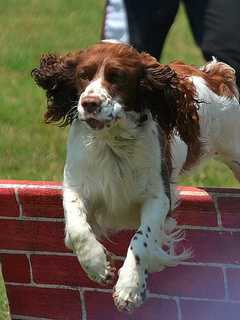 More Than 500 Dogs Expected For Putnam Kennel Club's Shows