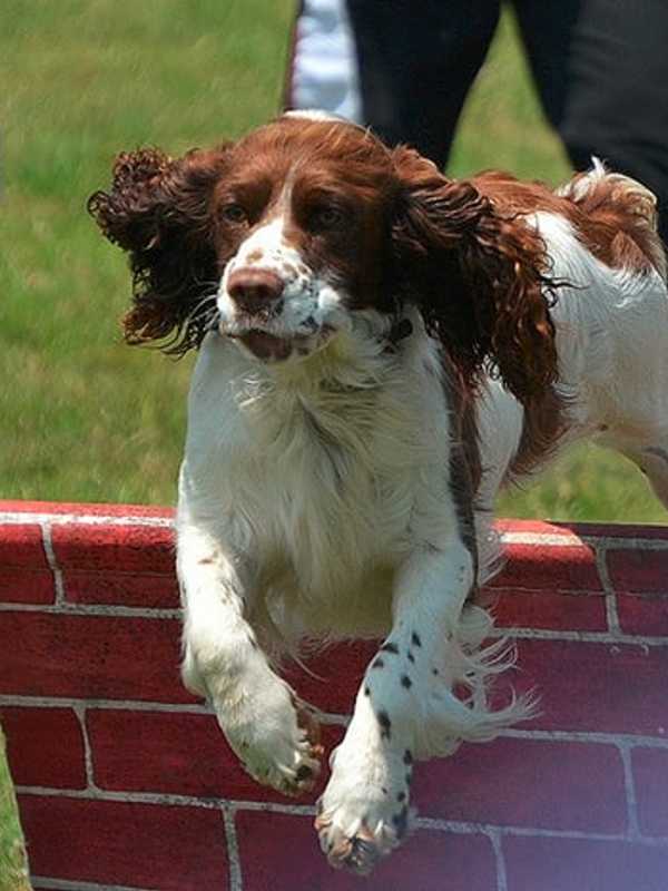 More Than 500 Dogs Expected For Putnam Kennel Club's Shows