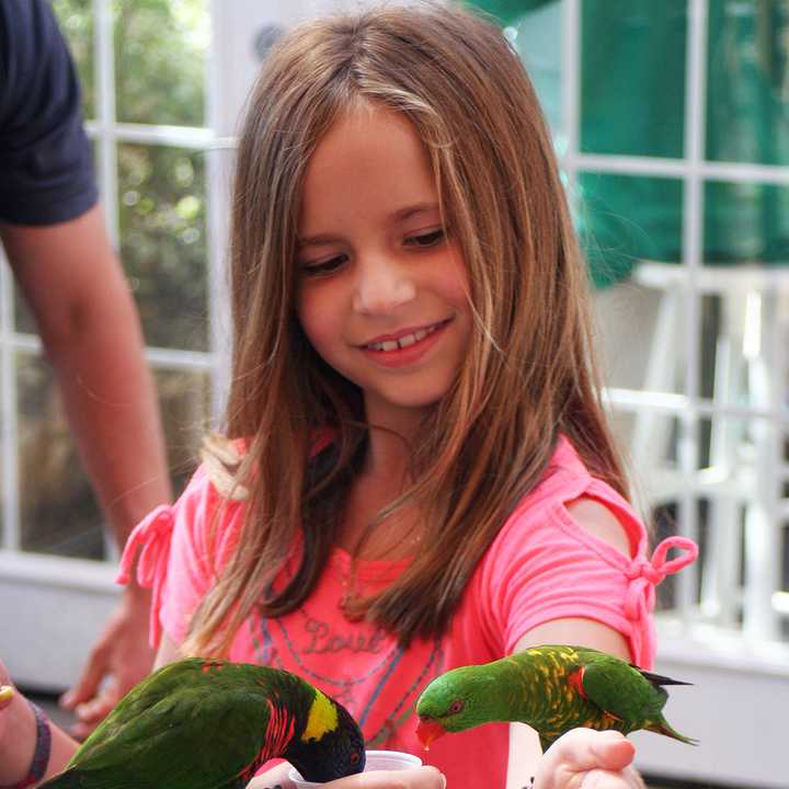 The Lorikeets exhibit at the Norwalk Maritime Aquarium will close on Sept. 1. 