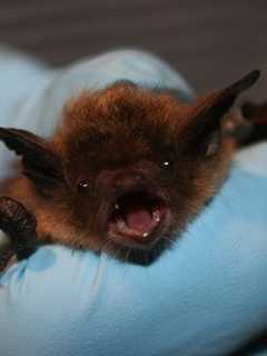 Have A Bat In The House? Clarkstown Police Offer Some Pointers