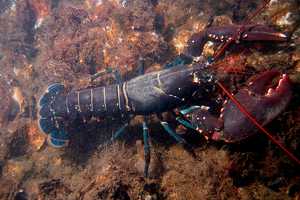 Ossining Chamber Hosts Lobsterfest Fundraiser