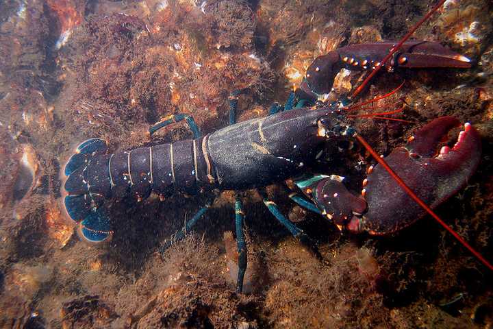 Ossining Chamber Hosts Lobsterfest Fundraiser