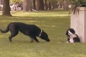 WebWatch: A Dog Tease Dog World