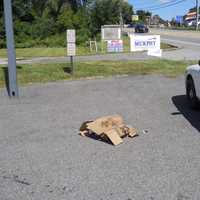 <p>A photo of the scene involving two dead chickens in Mahopac.</p>