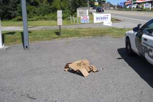 Chickens Apparently Mutilated, Dumped In Mahopac Parking Lot