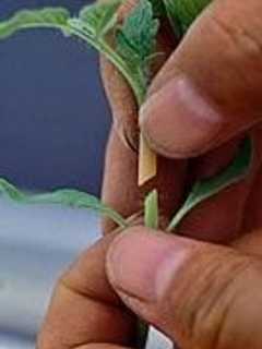 Garden Education Center Of Greenwich Hosts Pollinators Sessions For Kids