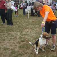 <p>Adoption specialist Nora Maloney with Scooby Doo, a friendly one year-old hound and beagle mix who&#x27;s looking for a home.</p>