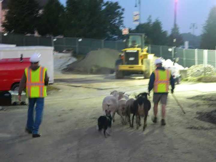 James Eyring and border collie Emma transport sheep and goats to the new barn. 