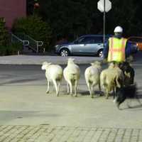 <p>Sheep and goats traveled across the campus at 6 a.m.</p>