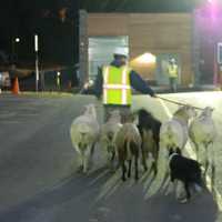 <p>Sheep and goats travel to the new barn.</p>