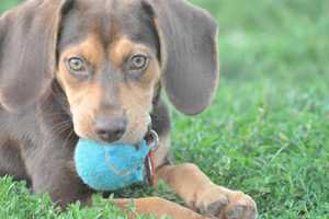 Dogs Available For Adoption At Puppy Palooza In Norwalk