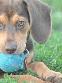 Valentine's Day Is For The Dogs, Survey Says