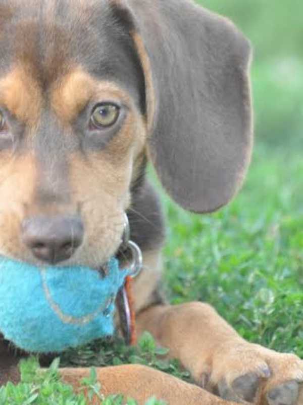 Valentine's Day Is For The Dogs, Survey Says