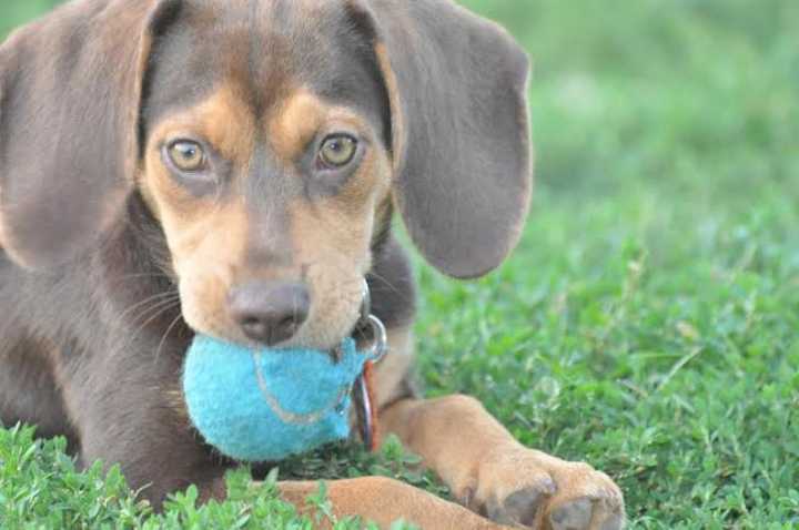 Puppy Date for Valentine&#x27;s Day? Nearly 25 percent of single women would prefer it over a man, according to a recent survey.