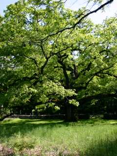 Greenwich Conservancy Holding Annual Tree Party