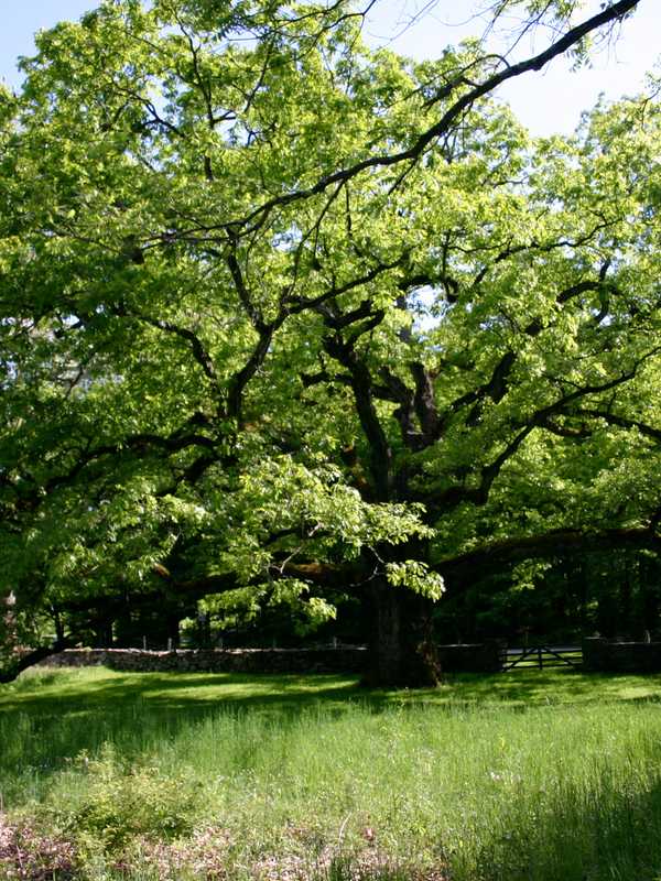 Greenwich Conservancy Holding Annual Tree Party