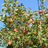 <p>Apples on a tree at Outhouse Orchards in North Salem.</p>