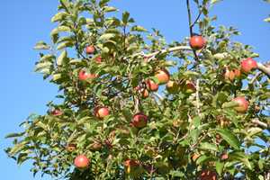 Apple Picking Season Arrives At North Salem's Outhouse Orchards
