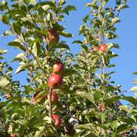 <p>Apples on a tree at Outhouse Orchards in North Salem.</p>