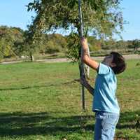 <p>North Salem residents Matt Buchanan (left) and Ian Woloshyn (right), both 11, on an apple picking trip.</p>