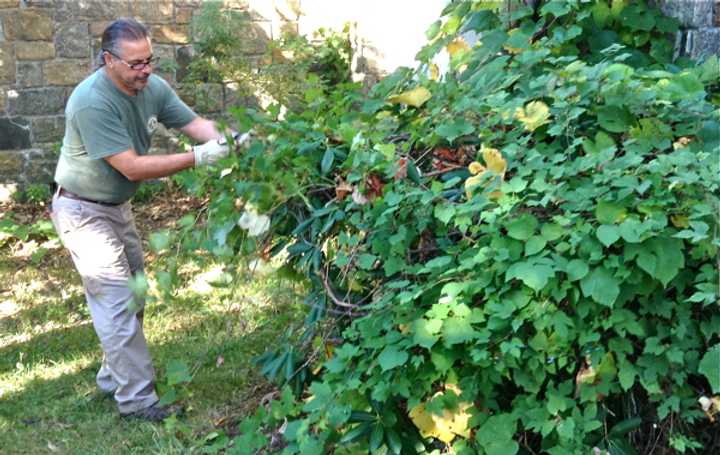 Bob DelTorto removes invasive vines.