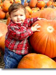 Find Your Perfect Pumpkin At Silverman's Farm In Easton