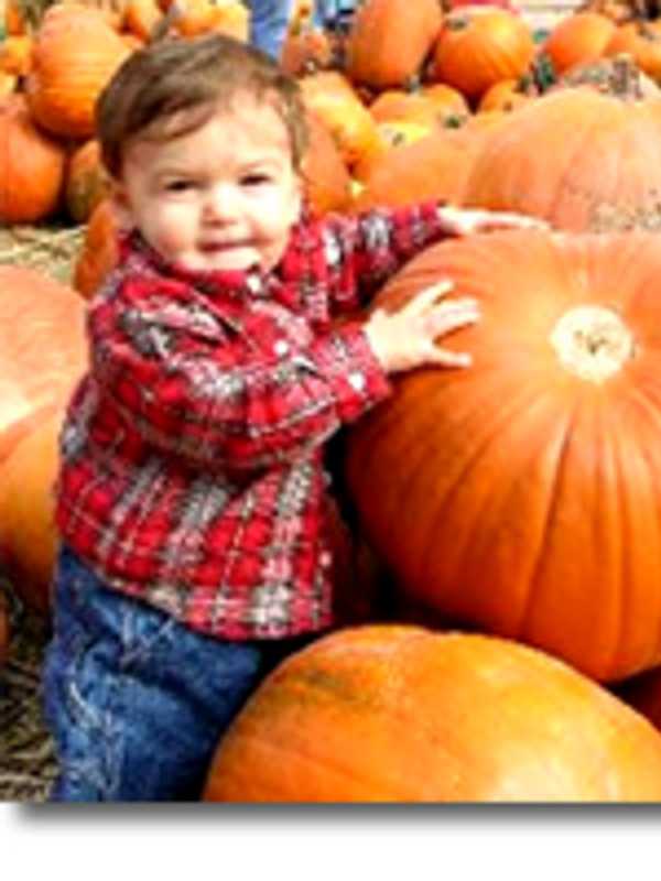 Find Your Perfect Pumpkin At Silverman's Farm In Easton