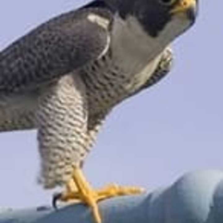 Watch a live falcon demonstration by Jim Eyring, assistant director of the Pace University Environmental Center in Pleasantville and master falconer. 