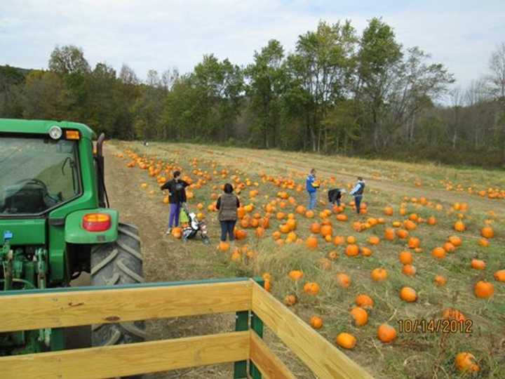 Pumpkin picking at Dykeman Farm in Pawling.