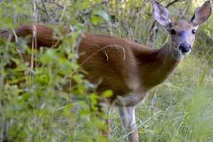 This Hudson Valley Town Ranks Among Highest In State For Most Deer Taken In 2018