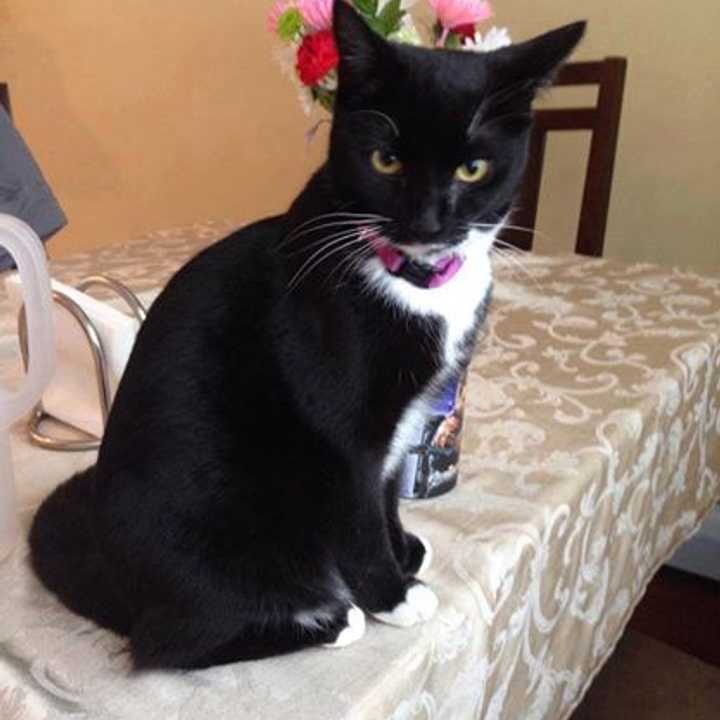 Luna, a cat from Brewster, is still missing. 