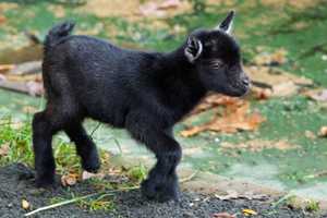 Oh, Baby! New Goats Born At Bridgeport's Beardsley Zoo