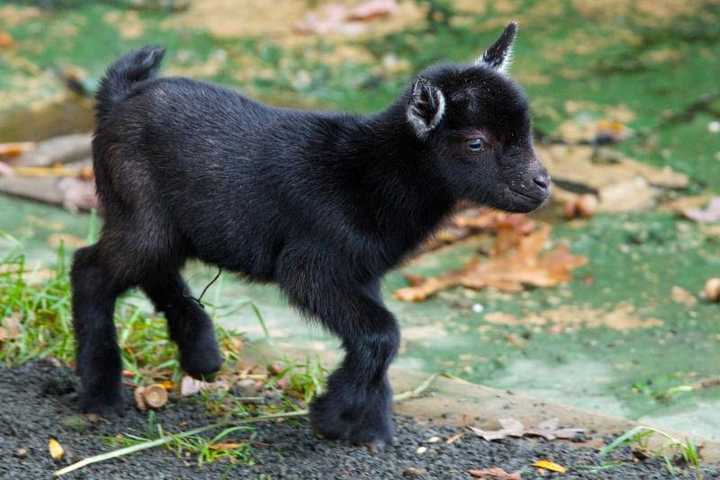 Oh, Baby! New Goats Born At Bridgeport's Beardsley Zoo