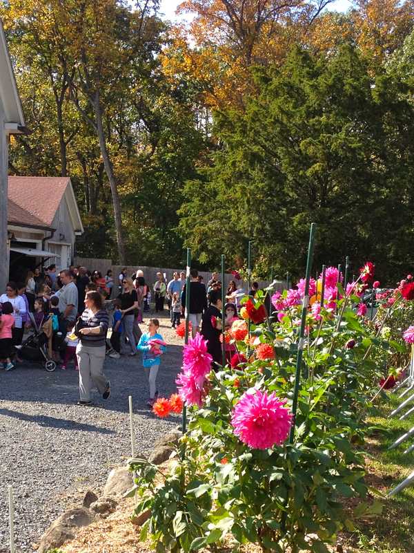 Hartsdale's Spooktoberfest Creeping Up Fast