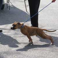 <p>One of the dogs that was up for adoption outside of Provision for Pets in Bronxville.</p>