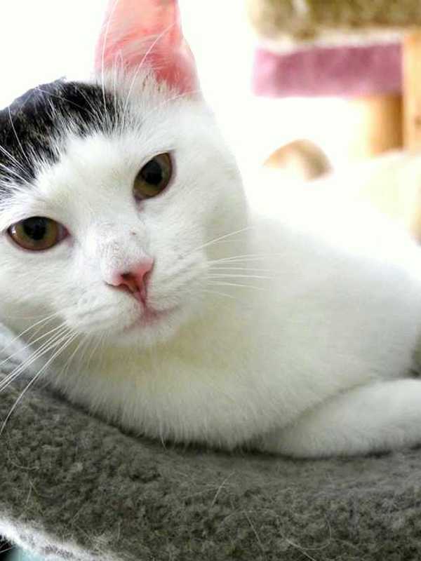 Westchester County Offers Free Pet Rabies Vaccines 
