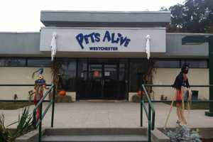 StacyKnows: Financial Woes Force Pets Alive To Shut Elmsford Shelter