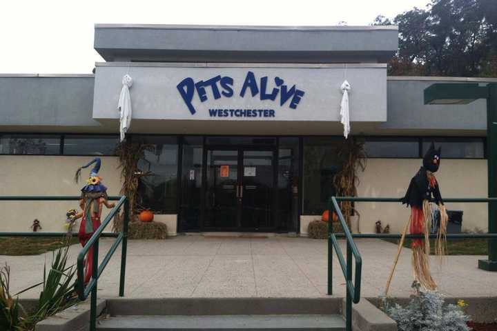 StacyKnows: Financial Woes Force Pets Alive To Shut Elmsford Shelter