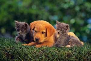 Somers Vet Says Risk Of Ebola In Pets Is Extremely Low