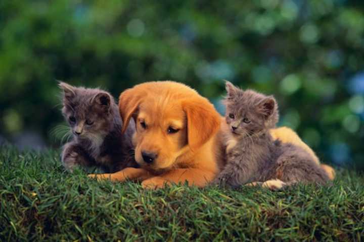 Somers Vet Says Risk Of Ebola In Pets Is Extremely Low
